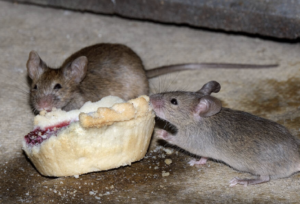 Mice-treatment